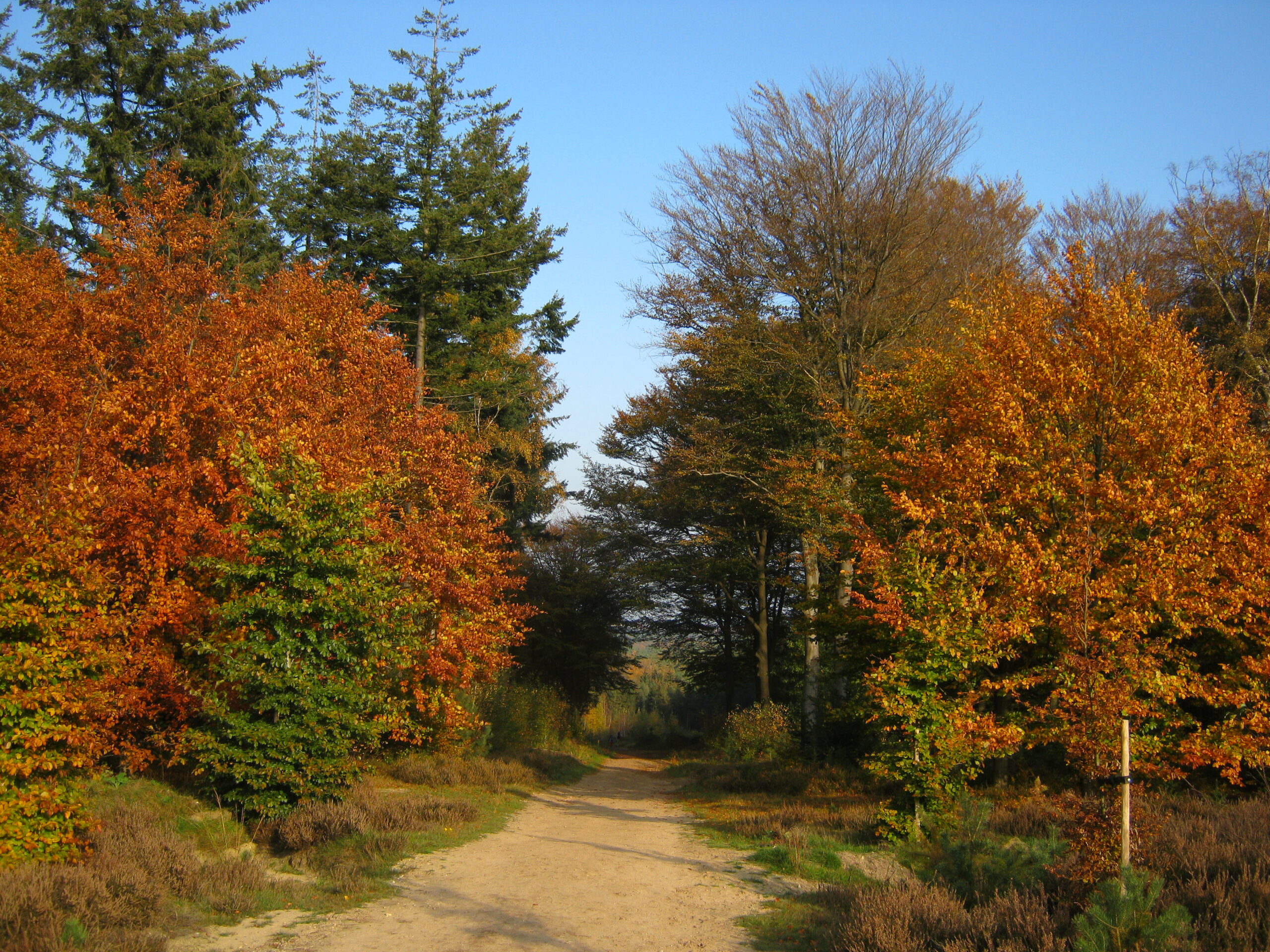 Amerongse Bos door Eddy Hinders