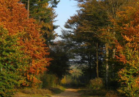 Amerongse Bos door Eddy Hinders
