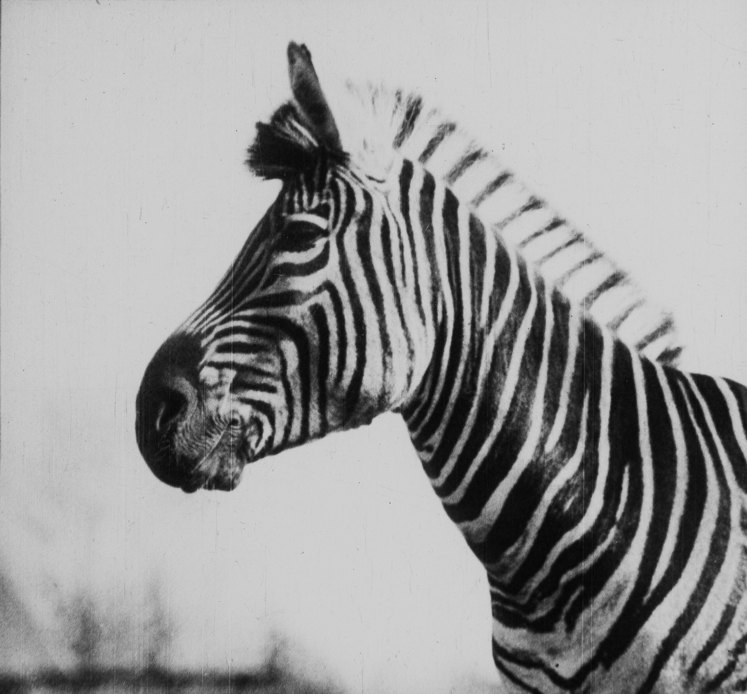 Close-up foto van een zebra.