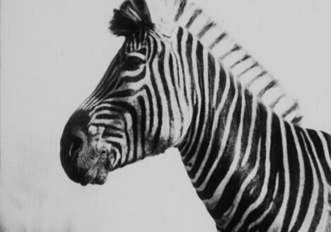 Close-up foto van een zebra.