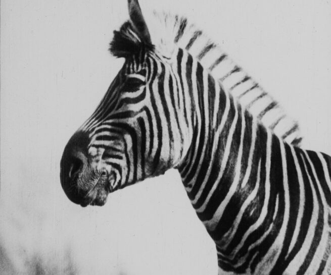 Close-up foto van een zebra.