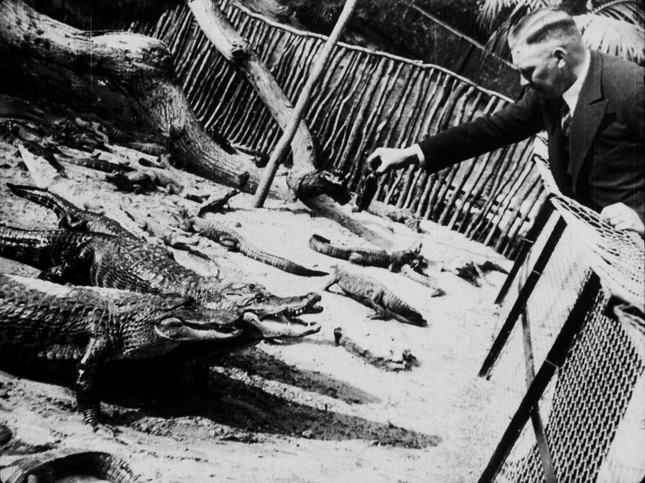 Foto van bezoeker die krokodillen voert.